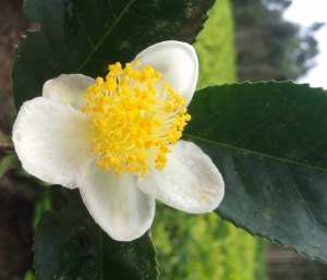 Camellia Sinensis or the Tea Bush Blossom